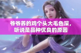 爷爷养的鸡个头大毛色深，听说是品种优良的原因
